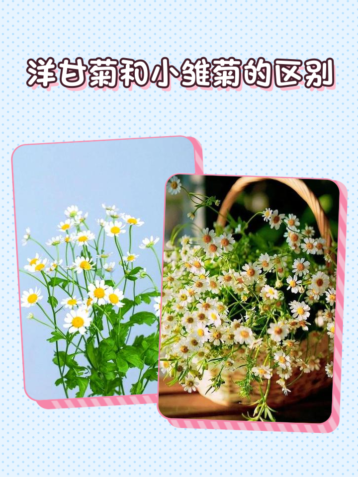 雏菊与洋甘菊对比特写：左侧为低矮丛生的雏菊，白色舌瓣环绕紧凑金心；右侧为茎秆挺立的德国洋甘菊，白色花瓣细长下垂，花心凸起呈圆锥状，背景可见微泛银灰的羽状叶片