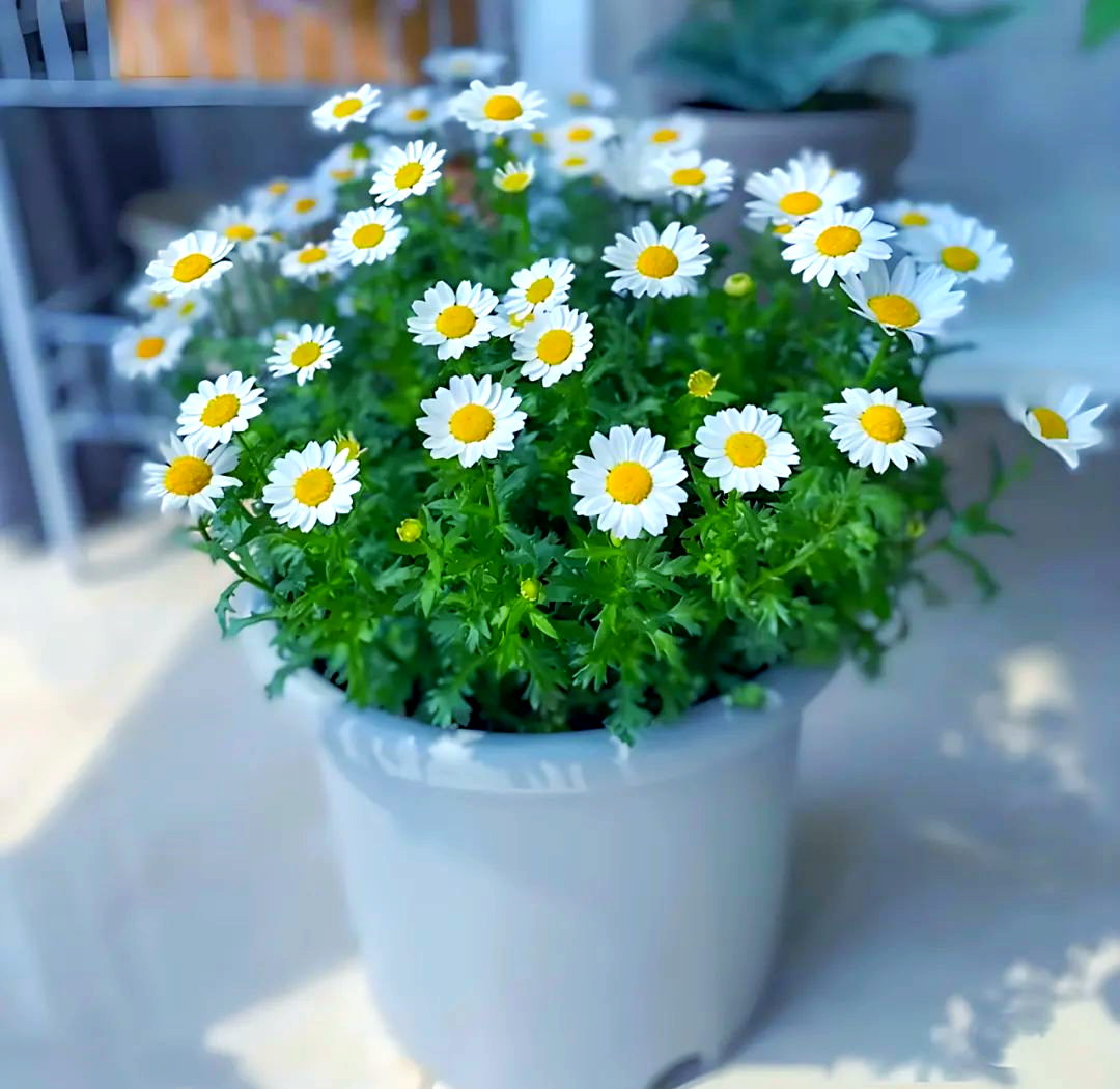 雏菊幼苗在花园中的种植场景