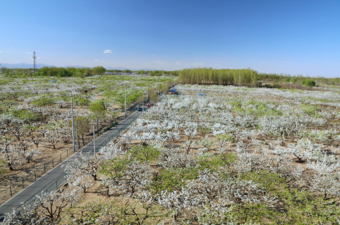 丽江雪桃高海拔种植基地航拍图