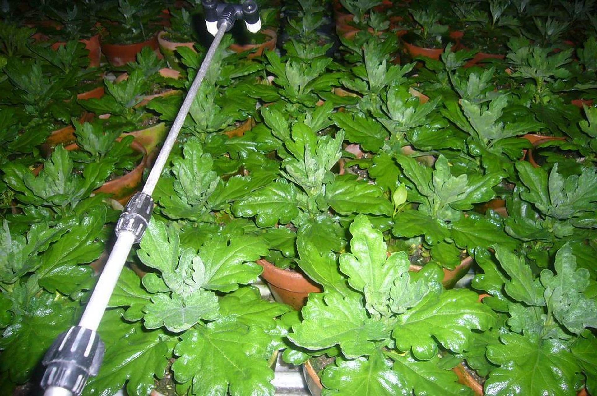 野菊花盆栽养护场景图