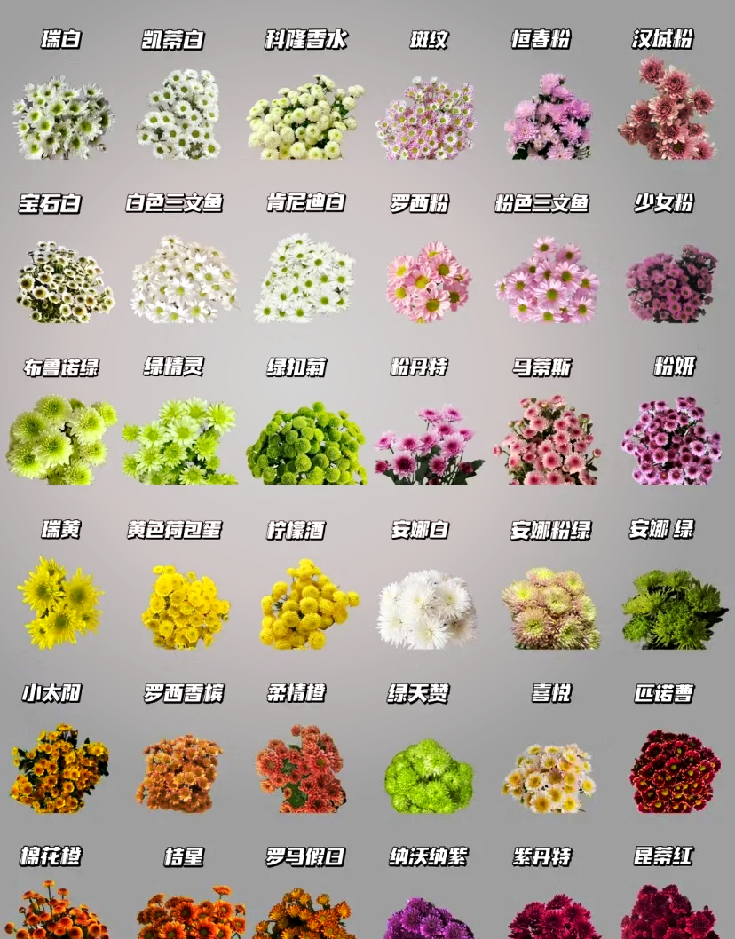 雏菊地栽品种展示