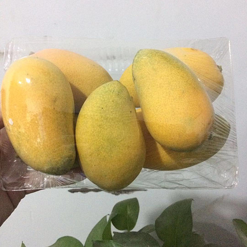 透明塑料密封盒内盛放着切成小块的黄色芒果果肉,盒子盖紧,放置在家庭冰箱冷藏室的玻璃层架上,周围有其他蔬菜水果,环境整洁 冰箱中密封盒装芒果块
