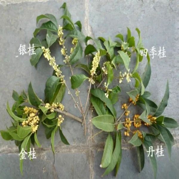 四季桂品种图片