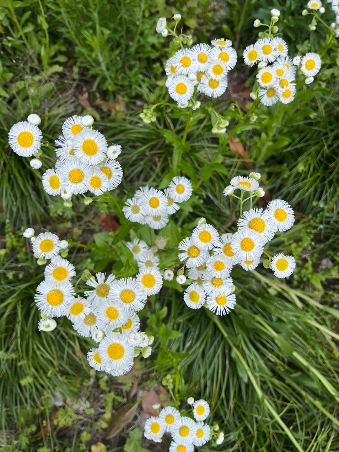 波斯菊与雏菊的植物学对比图