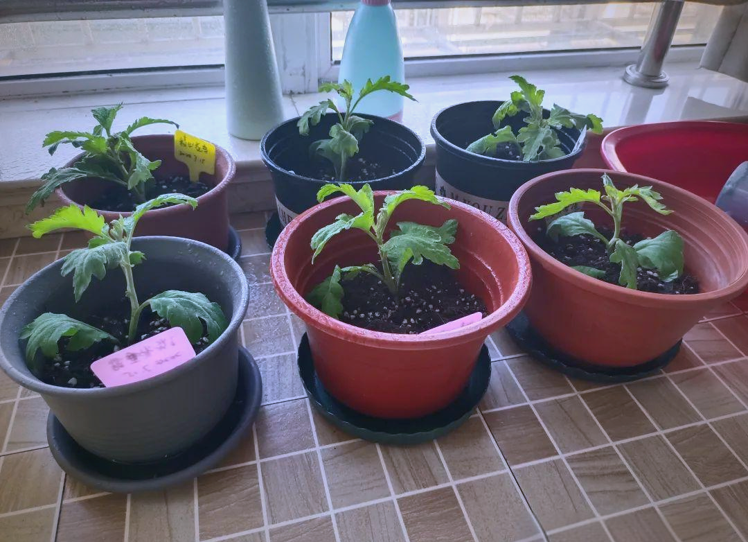 野菊花与常见相似植物对比图