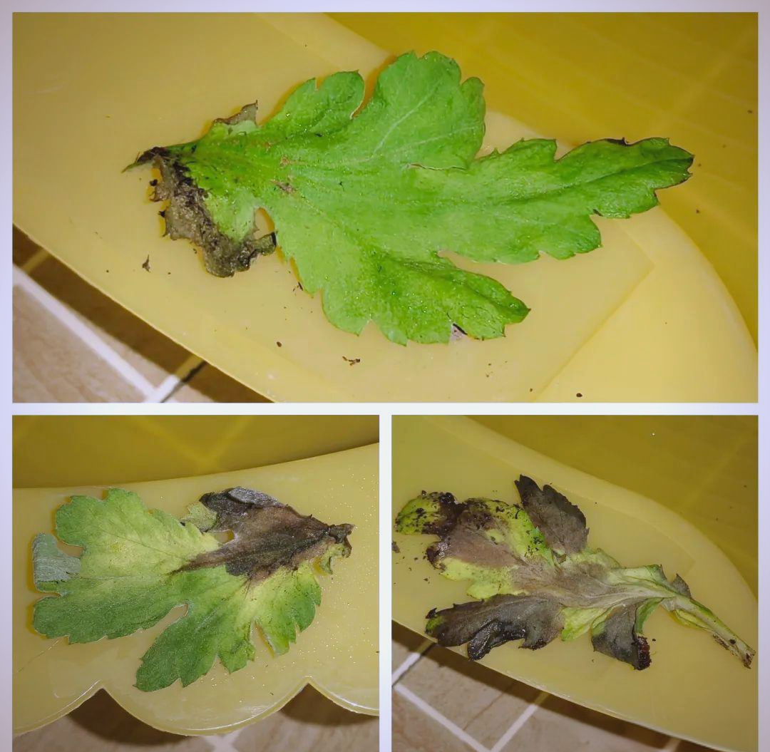 野菊花幼苗病害对比图：左侧健康苗茎基青绿、右侧病苗茎基缢缩褐变，背景标注'猝倒病典型症状'字样