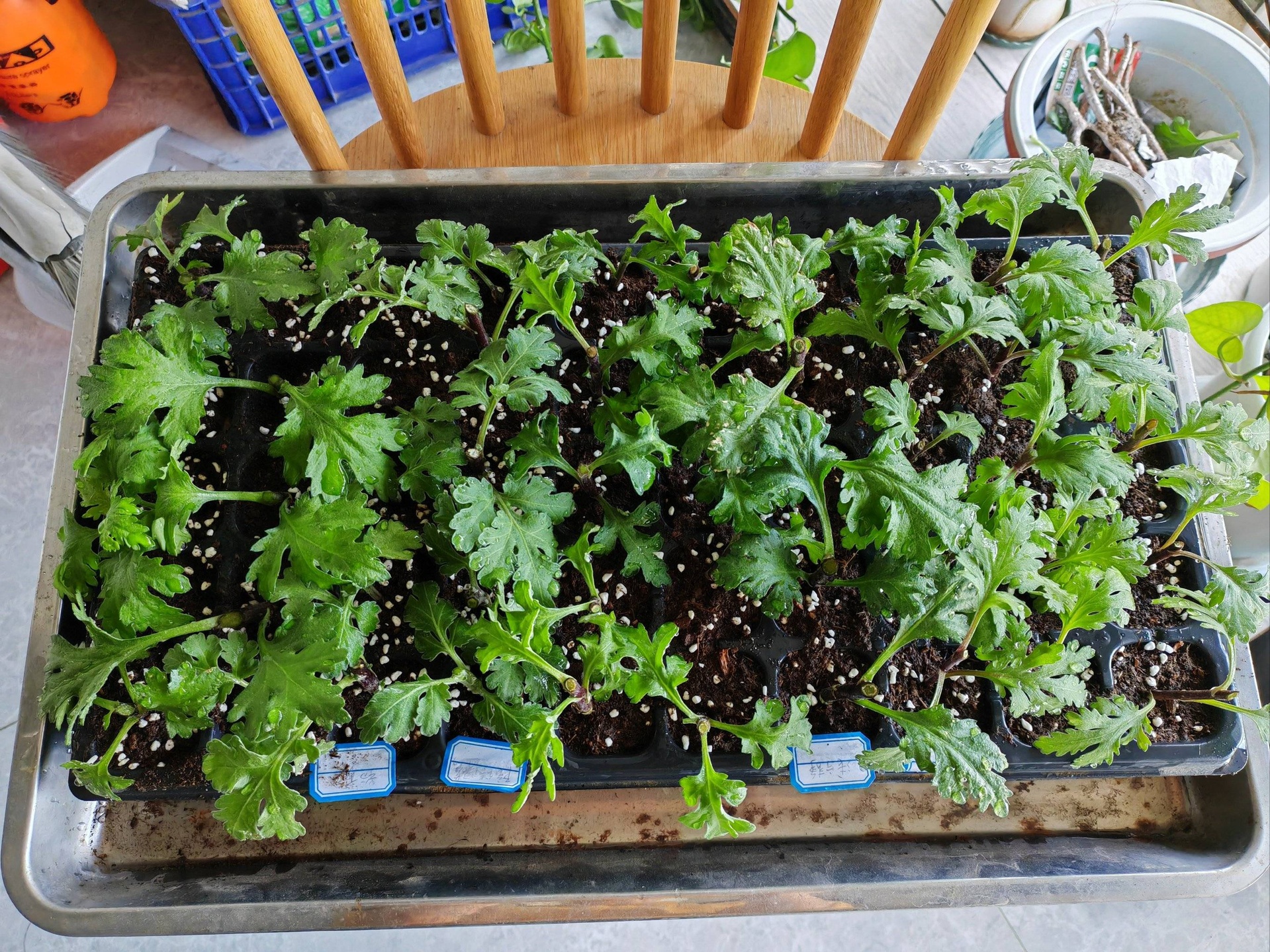 一个标准的黑色塑料穴盘中整齐排列着正在发芽的雏菊幼苗,每穴一株,叶片嫩绿,背景为温室内的育苗架和喷雾系统,展示现代化育苗场景 雏菊穴盘育苗特写