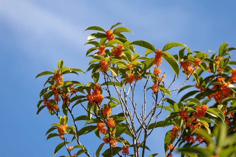 丹桂盛开的庭院