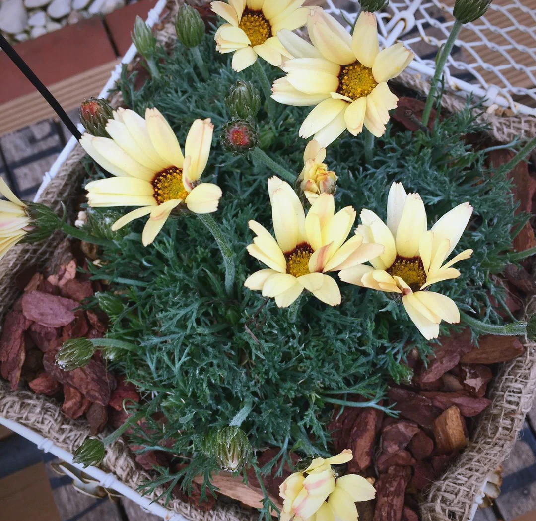 棕色雏菊花朵特写