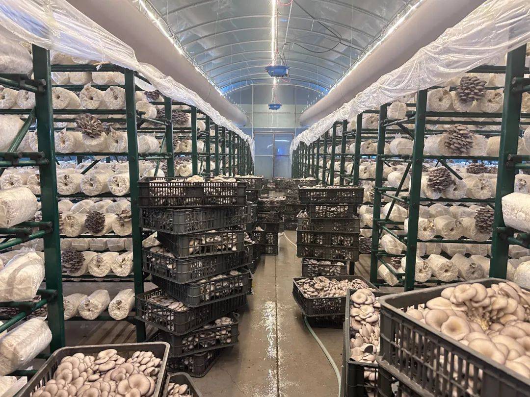 现代化食用菌工厂内部场景,整齐排列的白色塑料菌包置于多层金属架上,环境洁净,湿度传感器和通风设备可见。工人正在检查菌丝生长情况,部分菌包已出小菇蕾。天花板装有LED补光灯,地面铺设防滑地砖 现代化食用菌栽培车间实景图