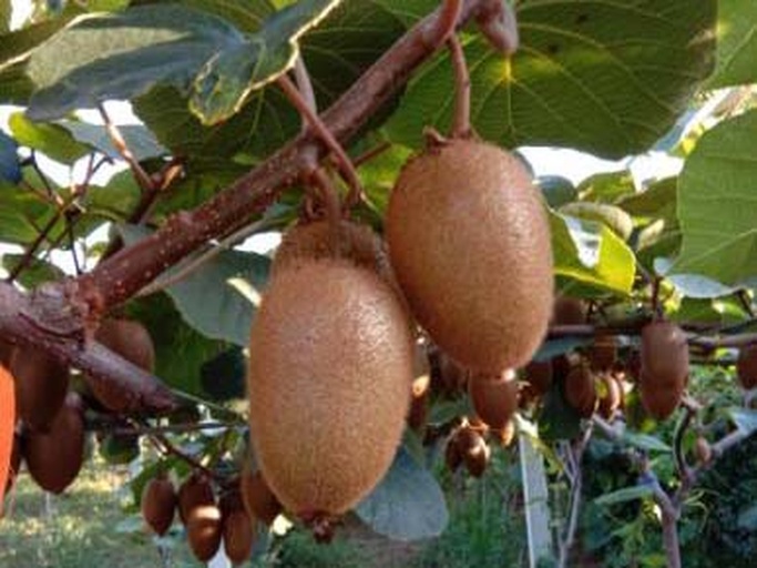 display table featuring various processed kiwifruit products: freeze-dried kiwi slices in transparent packaging, bottled kiwi enzyme drink, kiwi jam jars, skincare serum with kiwi extract, nutritional supplement capsules, all arranged on a white marble countertop with natural wood background 猕猴桃深加工产品展示台