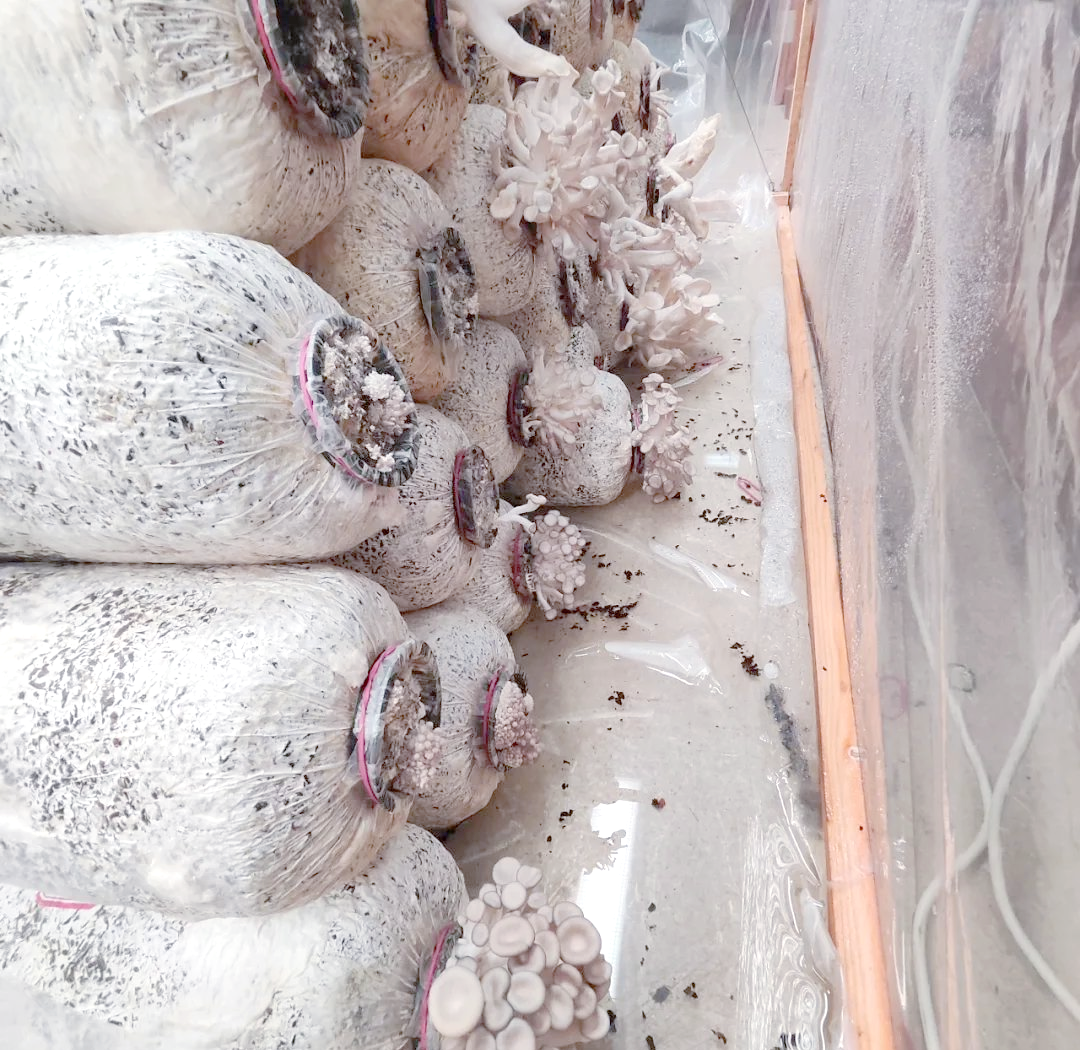 白色浓密的平菇菌丝正在鲜巨菌草培养基中蔓延生长,菌丝洁白、均匀,充满整个塑料袋内部,袋子透明部分清晰可见菌丝网络分布,周围环境整洁无尘 平菇菌袋发菌阶段特写