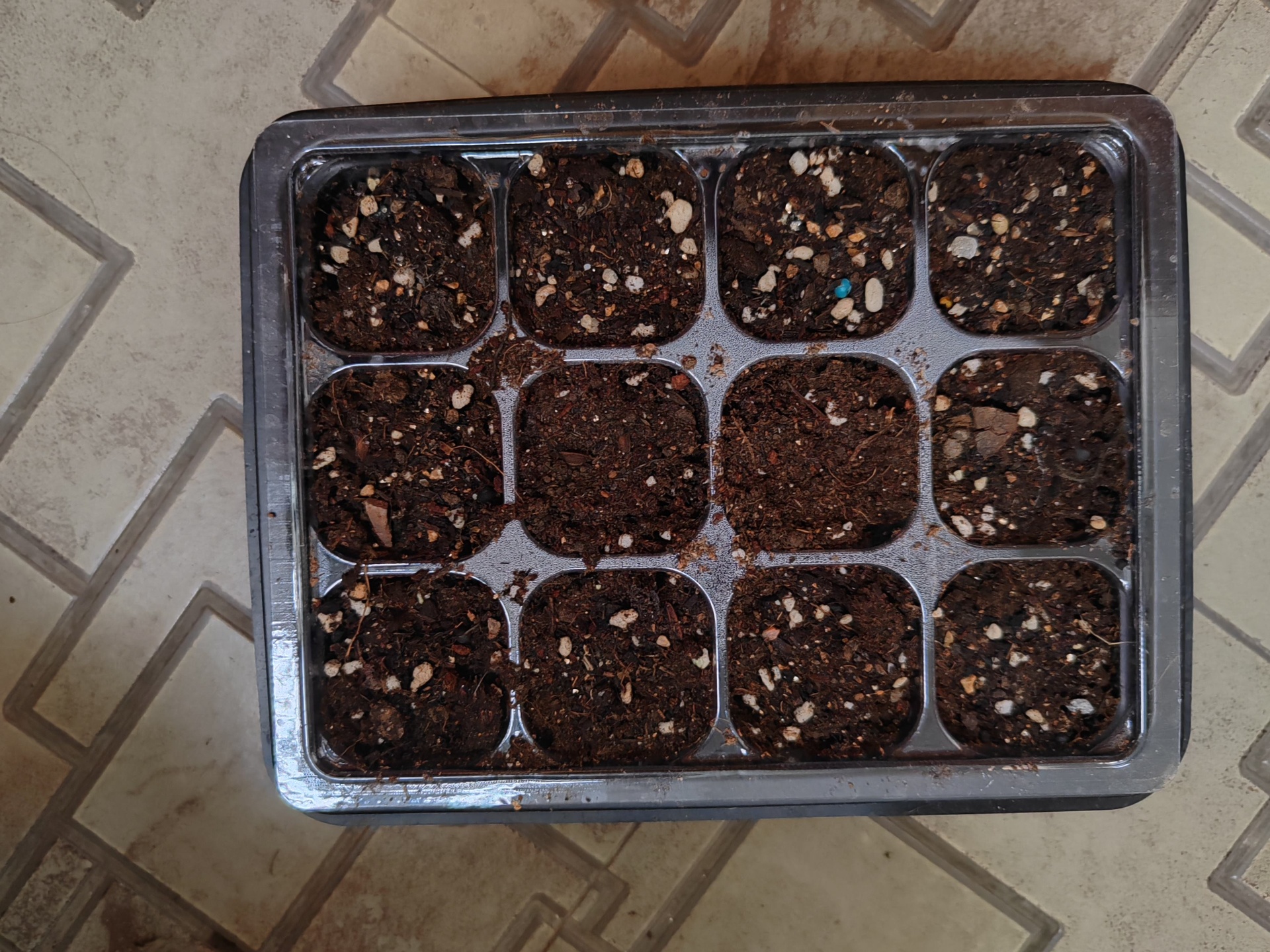 展示标准72孔穴盘中填充均匀湿润的育苗基质,表面平整,已压制出浅穴,旁边放置催芽后的芹菜种子,背景为温室环境 芹菜育苗穴盘与基质准备示意图