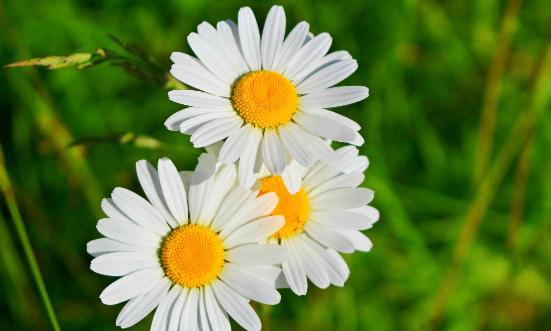 雏菊盛开在绿草地上的特写镜头