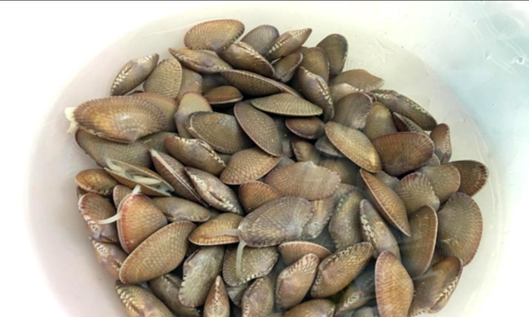 新鲜扇贝平铺在白色瓷盘中,旁边摆放剪刀与小碗,正在用手剥离黑色消化腺部分;背景为厨房操作台,光线自然明亮 扇贝清洗与去芯过程特写