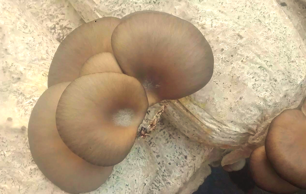 光学显微镜下观察到的灰葡萄孢菌(Botrytis cinerea)结构:分生孢子呈卵圆形至椭圆形,聚集成簇状,由细长的分生孢子梗支撑;菌丝透明有隔膜,呈网状分布;背景为人工培养基上的菌落生长情况,颜色为灰褐色,表面蓬松如绒毛 百香果灰霉病显微镜下病原菌形态图