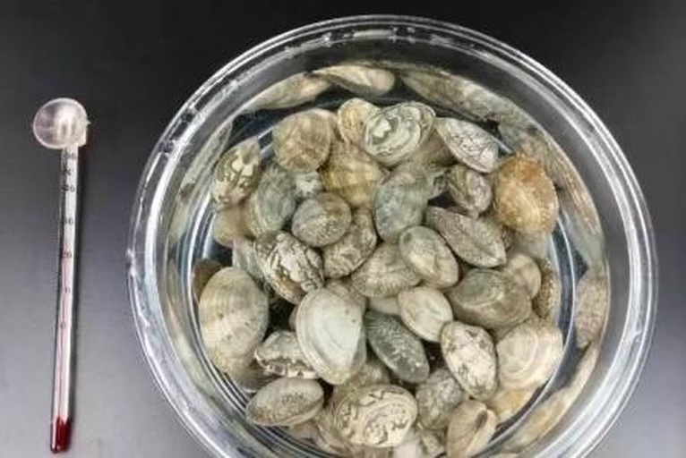 一位女性正在厨房使用温度计测量约60度的温水倒入透明玻璃杯中,杯中有白色粉末状贝母粉正在缓缓溶解,旁边摆放着小药匙和密封罐装贝母粉,背景为整洁的料理台 贝母粉温水冲泡过程