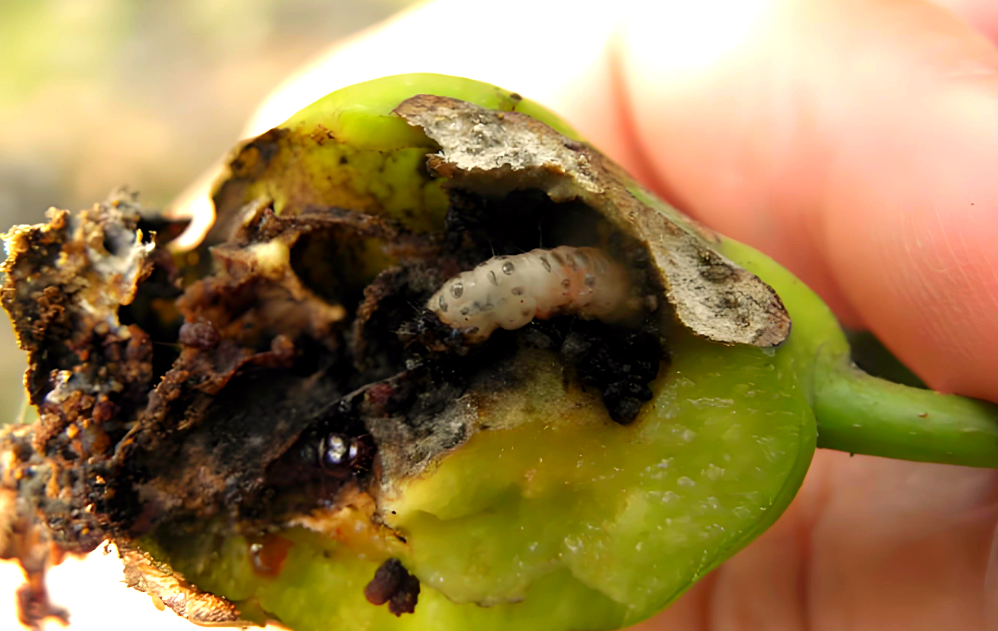 干辣椒被蛾类幼虫蛀食的特写