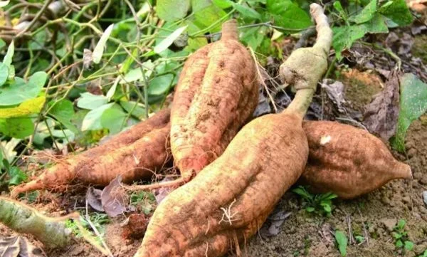一株完整的葛藤植物,展示其羽状复叶、紫色蝶形花序,以及从土壤中挖出的粗壮块根;块根表面呈黄褐色,有明显纵向裂纹,内部为白色或淡黄色粉质结构,突出其作为药用部位的特征 葛根全株及块根特写