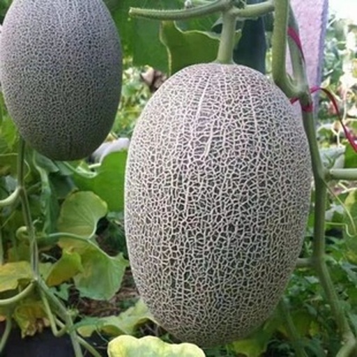 一个完整的成熟网纹瓜放置在木质砧板上,瓜体表面布满清晰立体的网状纹路,背景为自然光线下的厨房环境,突出其外观特征 网纹瓜整体外观特写