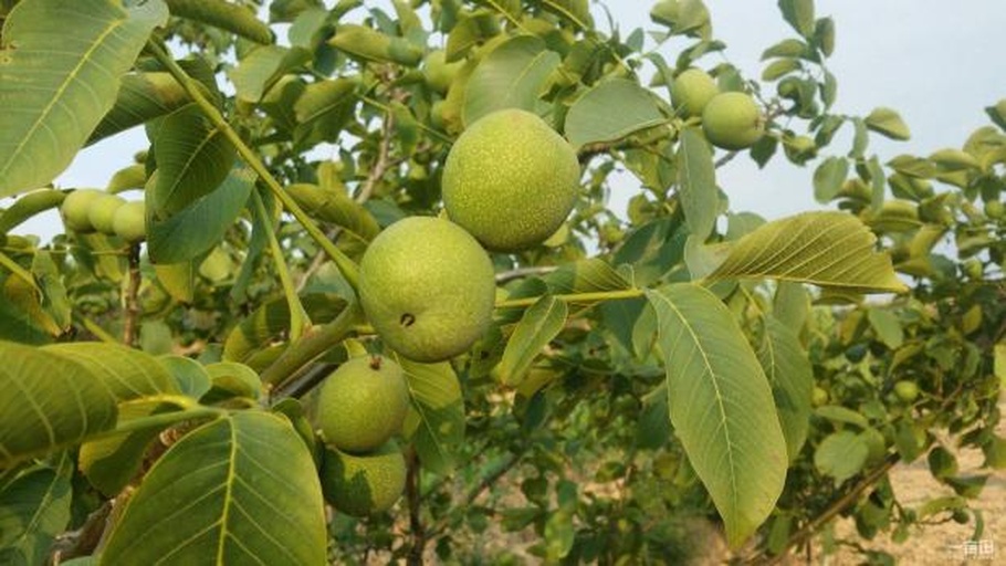 一张展示核桃(Juglans regia)与碧根果(Carya illinoinensis)植物形态对比的示意图,左侧为核桃树及其果实剖面,右侧为碧根果树及其带壳坚果外观,配有拉丁学名标注和科属分类路径箭头图 核桃与碧根果植物分类对比图