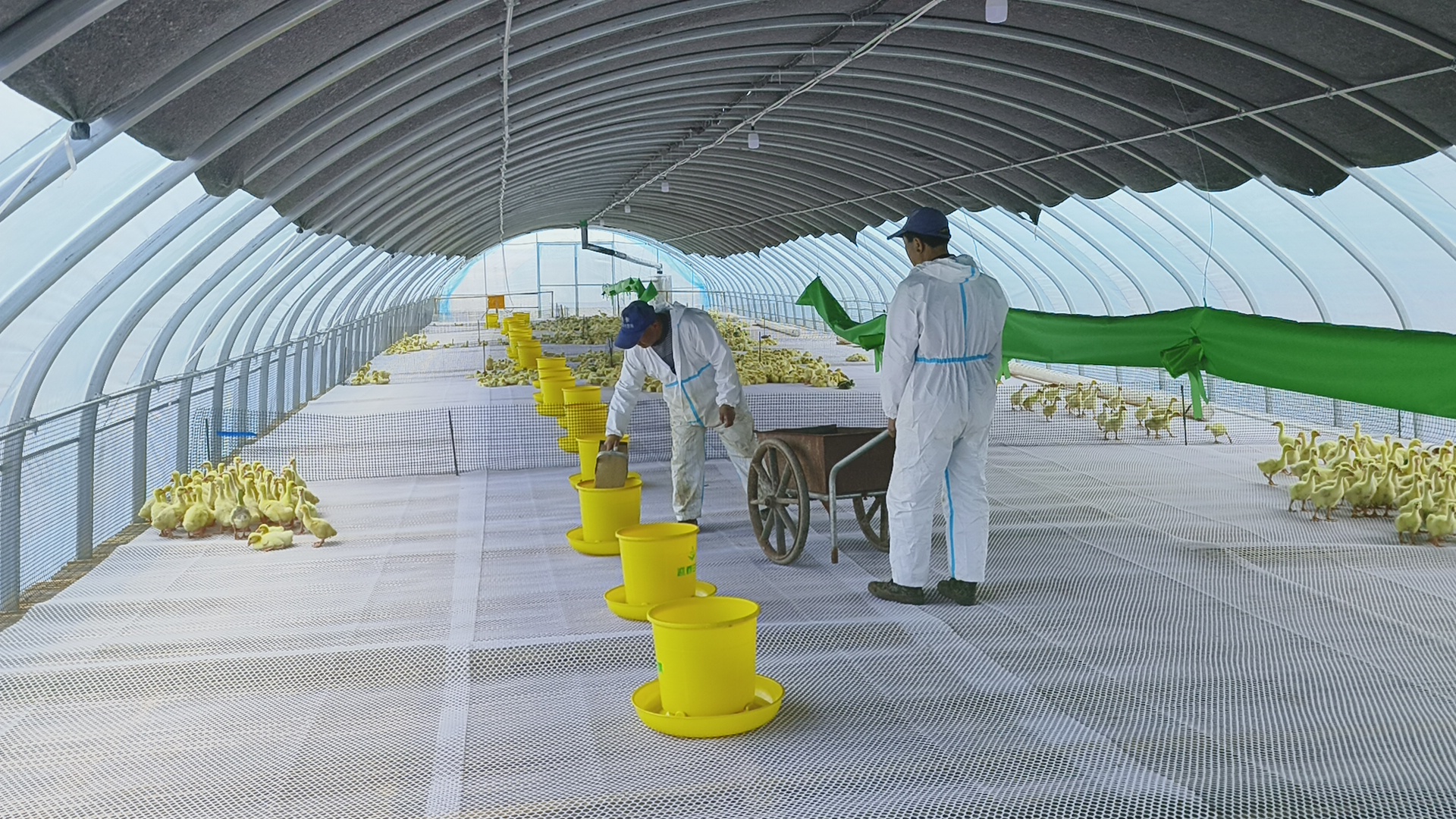 贺州现代化鹅苗孵化车间