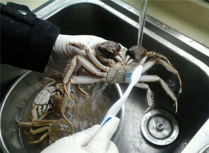 清洗大闸蟹外壳过程
