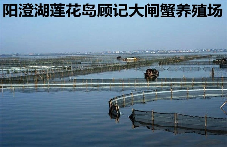 阳澄湖大闸蟹养殖水域航拍