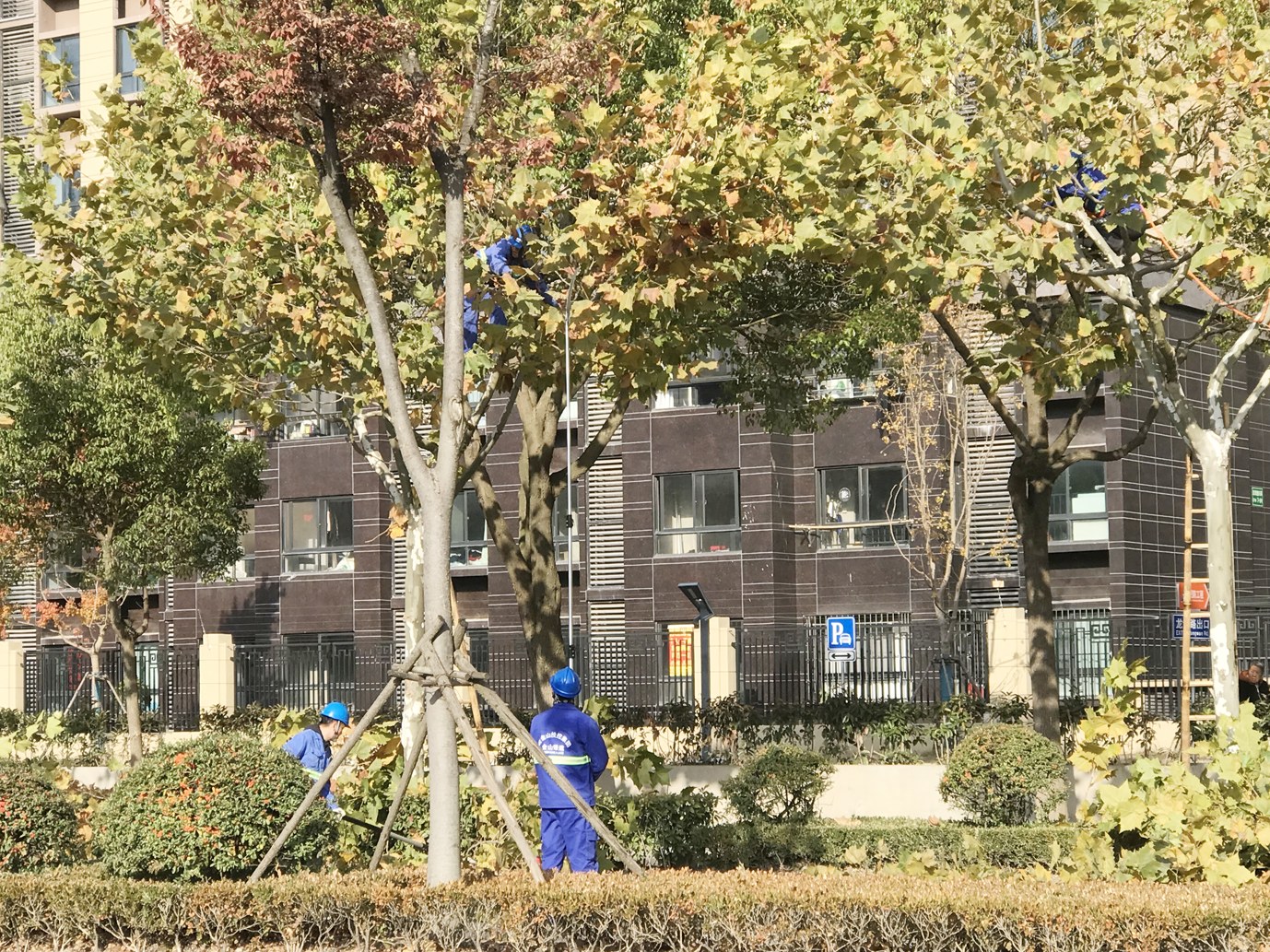 园林工人正在修剪道路旁的月季灌木