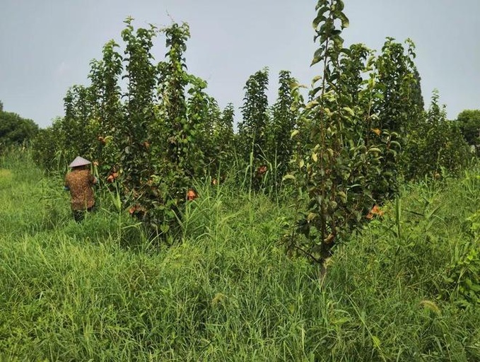 一位戴着草帽的农民正在油菜田边行走,手中拿着农具,身旁有刚收割的油菜秸秆堆叠整齐,背景是尚未收割的成熟油菜田,角果饱满,天空晴朗 农民在油菜田中劳作