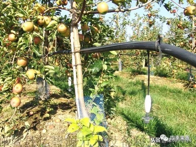 美八苹果果园现代化滴灌系统