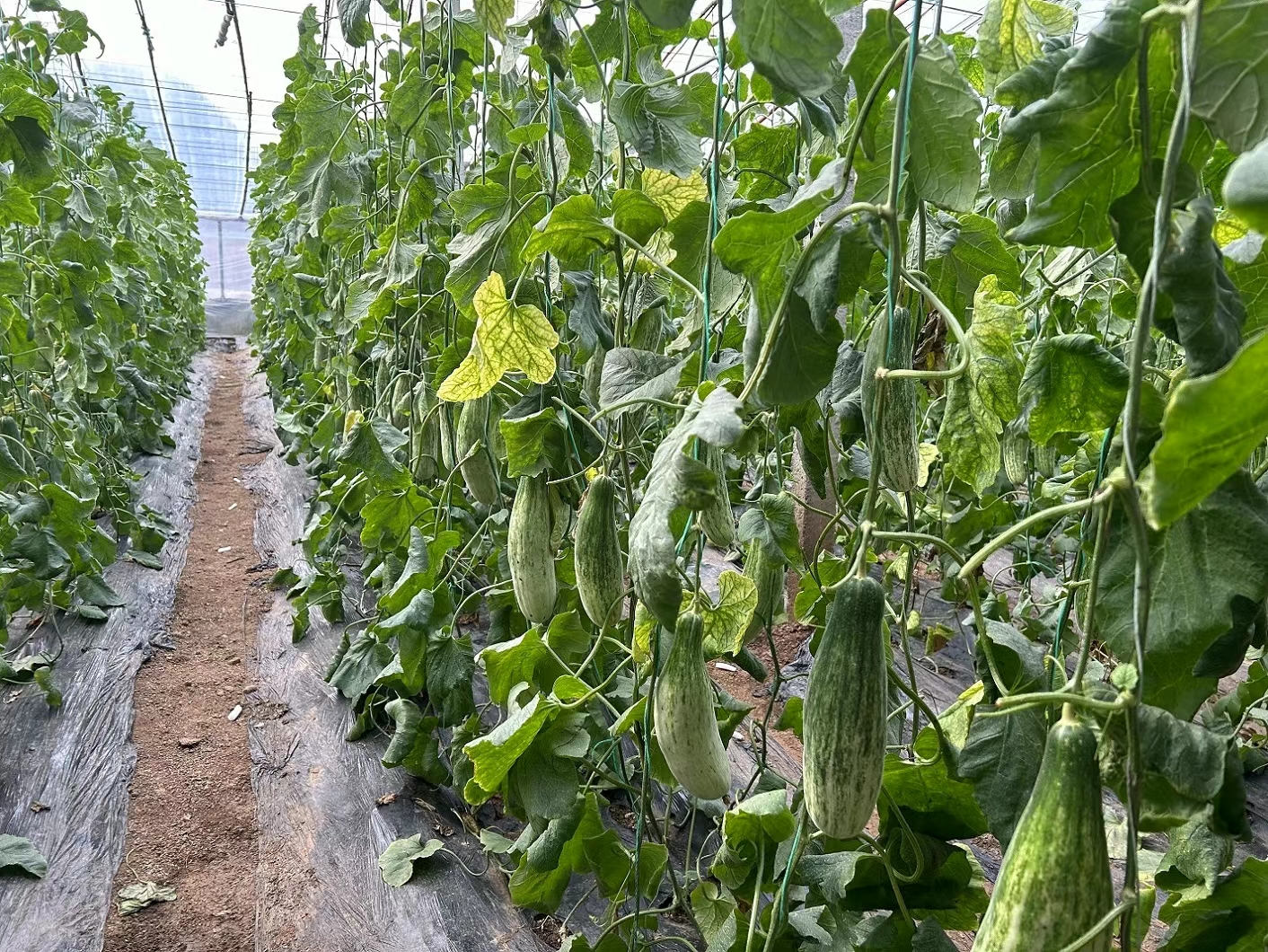 黄瓜整枝与落蔓实操照片