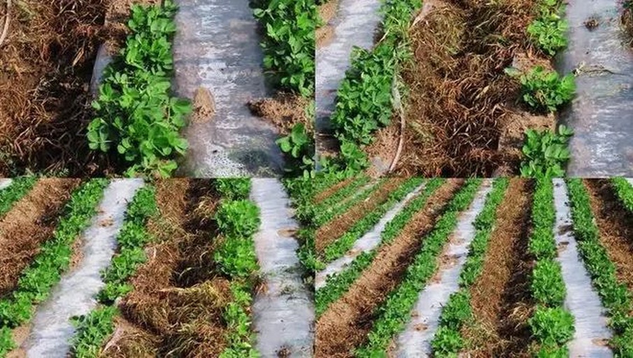 图示:湖北荆州监利县春播花生田,采用32cm窄行距+13cm株距高垄模式,垄高20cm、垄面宽48cm,可见垄沟排水通畅、垄面覆黑色地膜完整无破损,膜边用细土压实,垄顶幼苗已展2片真叶,株距均匀性目测误差<1cm 长江流域春播花生32cm行距高垄栽培