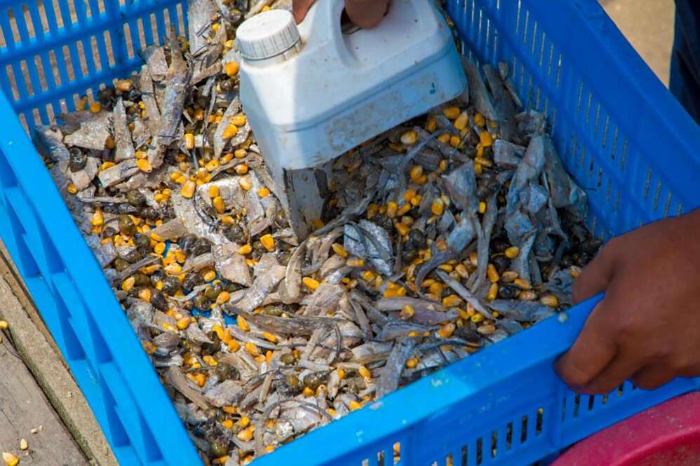 一位钓者正从塑料桶中抓取一把黄色玉米粒撒向湖面,形成一圈圈扩散的波纹,远处浮漂静静漂浮,展示玉米打窝的实际操作过程 湖边垂钓场景中的玉米窝料投放