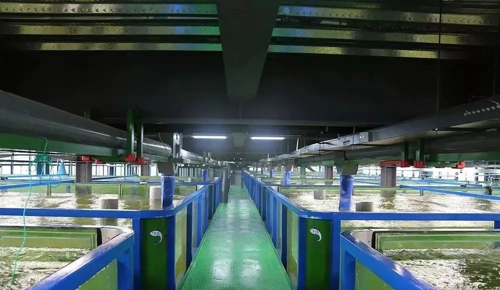 多宝鱼工厂化养殖场景