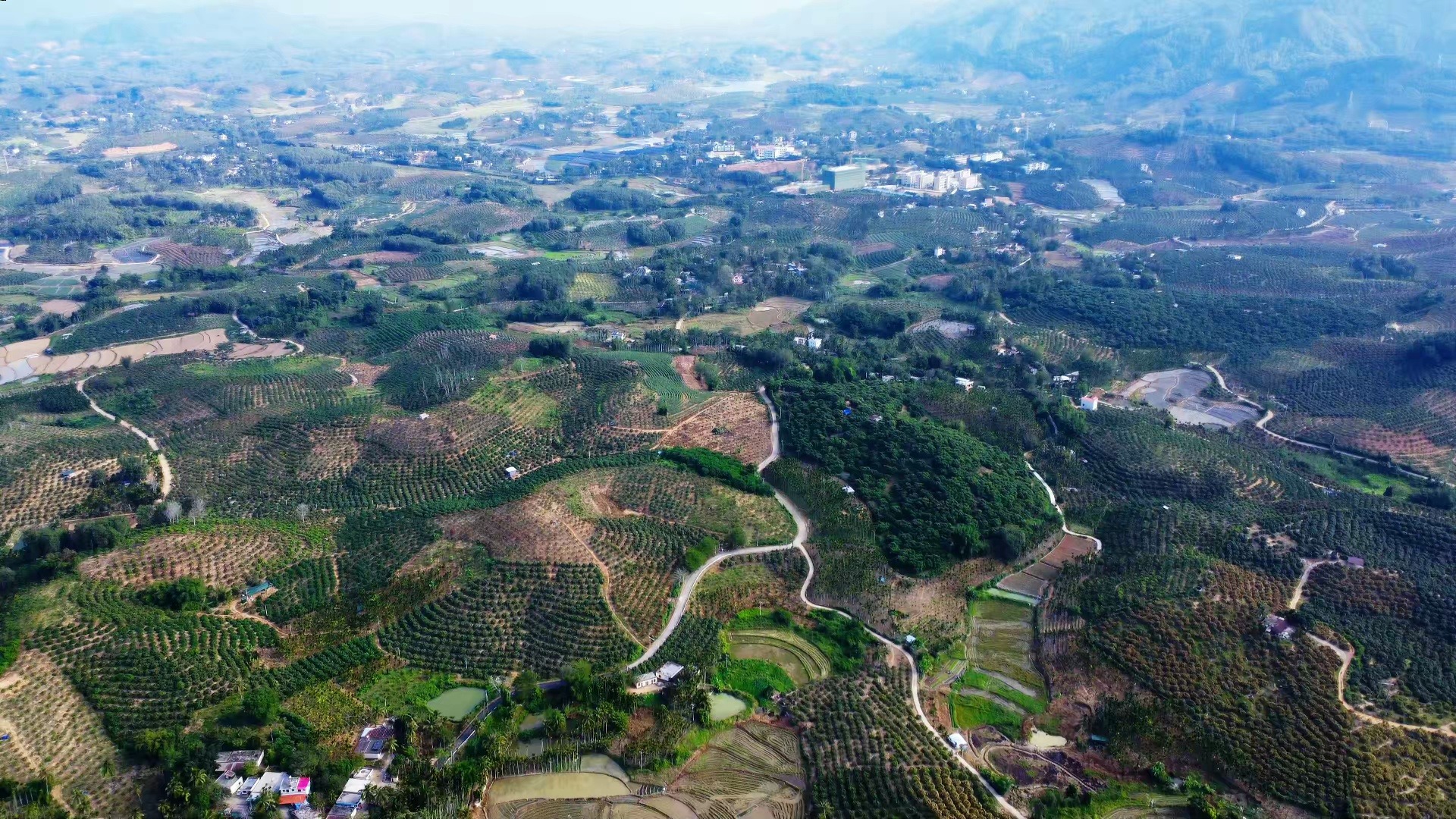 航拍视角下的云南怒江峡谷地带,展示高山云雾缭绕的原始生态环境,成片紫红色野生红香芹分布在陡峭山坡的林缘地带,背景可见怒江河流与少数民族村落,阳光穿透云层形成光束,突出生态纯净感 野生红香芹生长环境航拍图