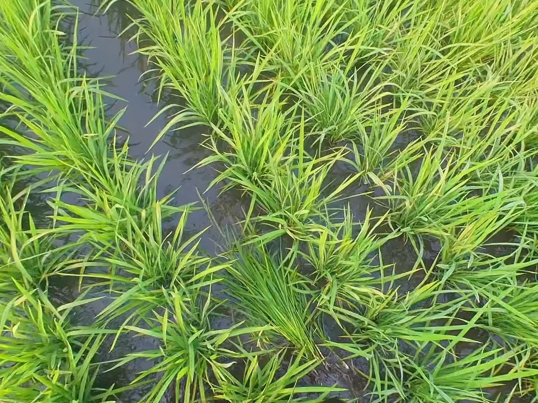 一片春季稻田,水位较深,可见绿色水草漂浮,农民正在田埂上向水中投喂饲料,远处有工人在整理田埂准备插秧,展现‘稻虾共作’生态循环农业场景 稻虾共作田间实景图