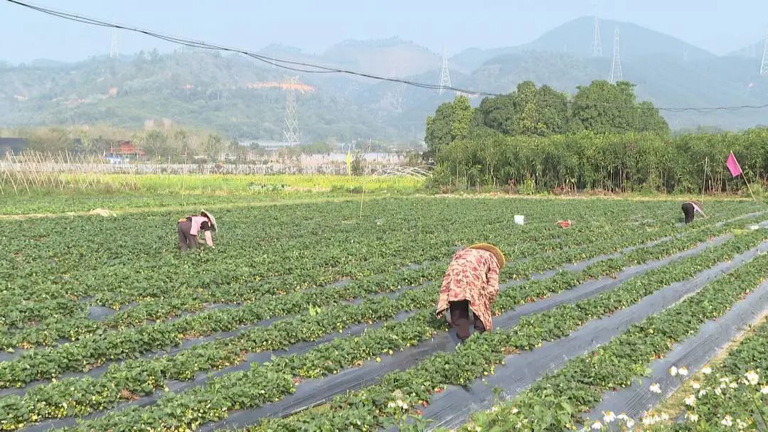 草莓种植田中农民正在检查叶片和果实健康状况