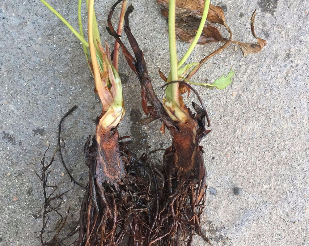 草莓田间病毒病典型症状对比图