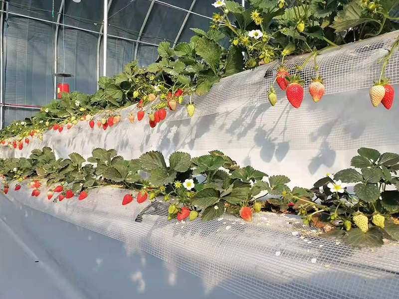 奶油草莓采摘场景