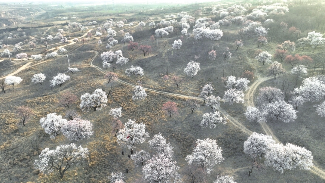 长白山野生蓝莓生长环境航拍图