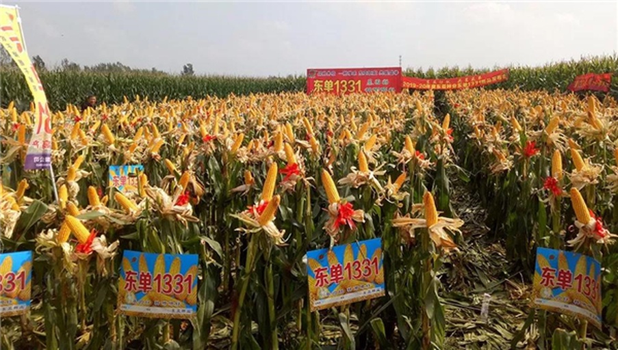 东北春玉米区东单1331品种田间长势与含水率测定现场