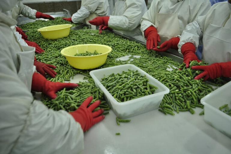 青豆豆加工厂内的自动化分拣生产线