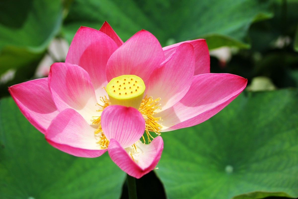 ‘粉扇’月季花朵特写