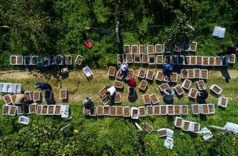 一群身穿工作服的工人正在林间手工采摘油松球果,另一侧为工厂内景,工人在自动化生产线上进行松籽炒制与包装,画面体现从田间到车间的完整产业链条 油松漫城产业园工人采收与加工场景