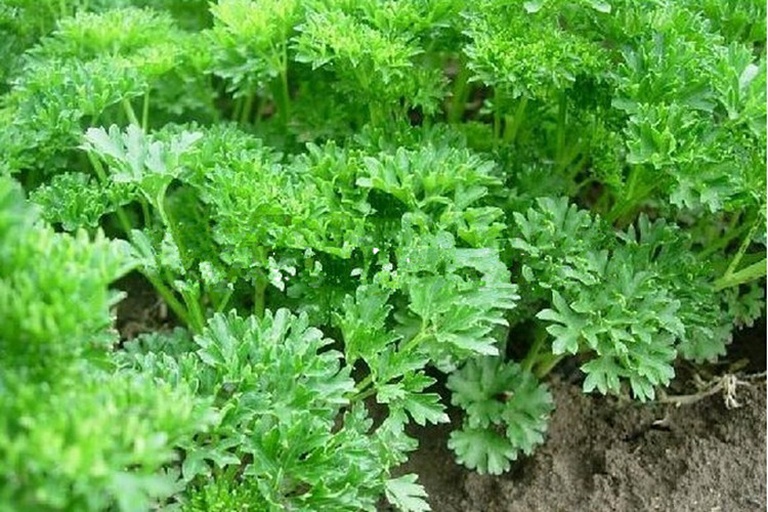 多种香草对比图