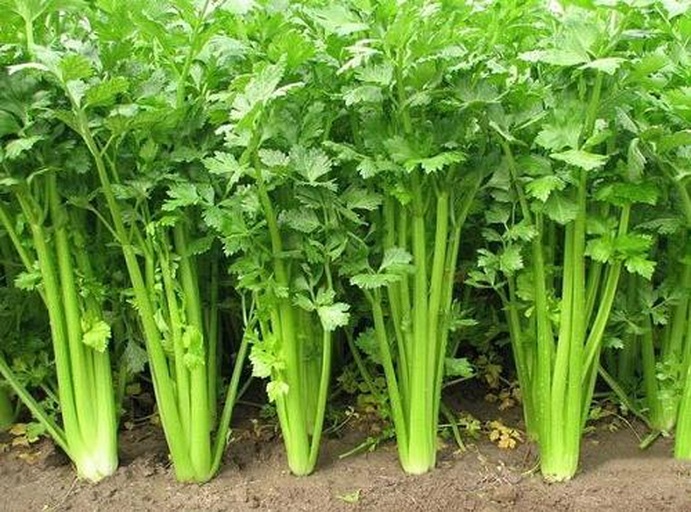 芹菜植株整体生长状态