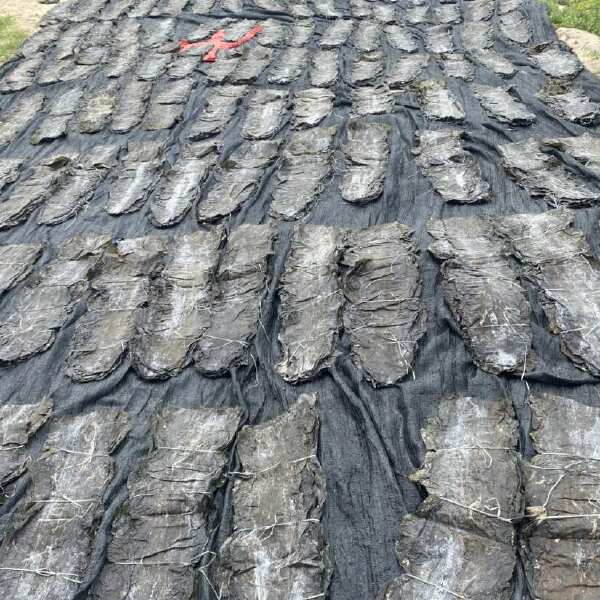 干海带堆放在竹席上晾晒场景