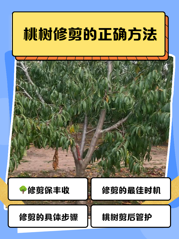 专业人员展示冬桃树冬季修剪方法,包括主枝选择、疏剪过密枝条、回缩老结果枝组,并标注‘开心形’树形结构示意图,地面堆有修剪下来的枝条用于清园处理 冬桃冬季修剪示意图