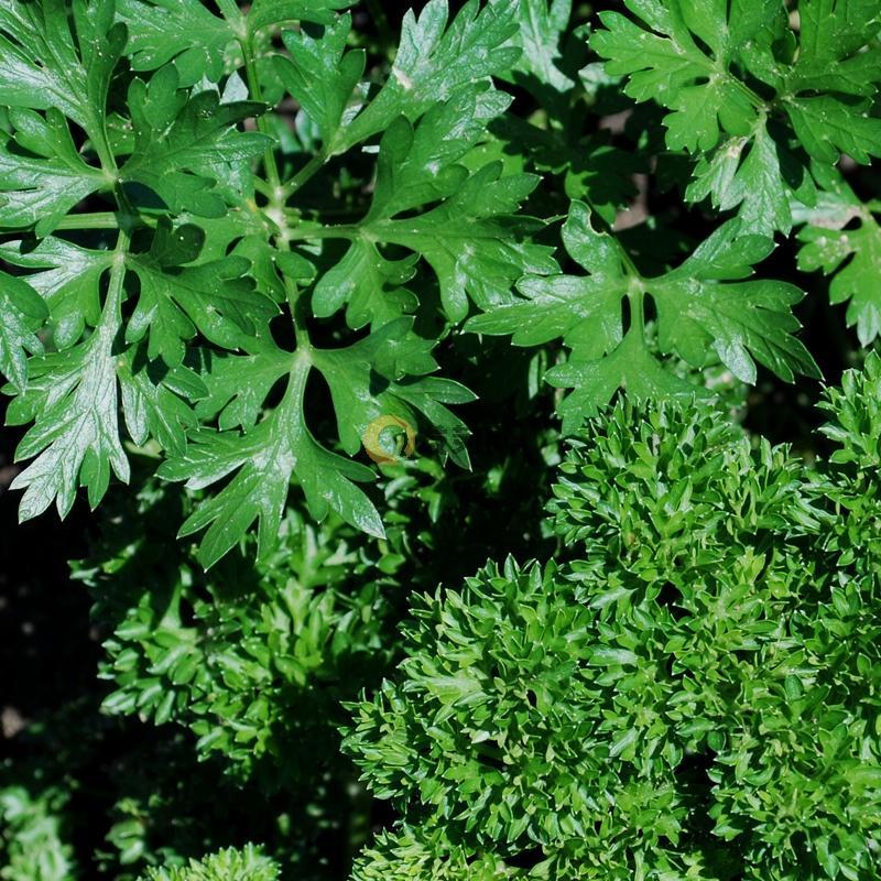 香芹不同品种对比图